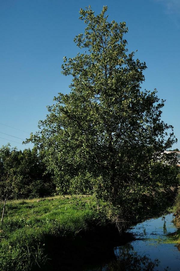 Quinta De Vodra Villa Seia Exteriör bild